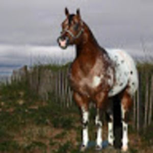 Meet your Posher, Gwen